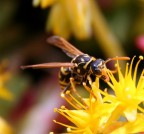 Macro Macro
