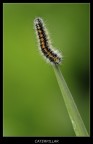 Curved caterpillar