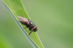 Discesa libera Discesa libera