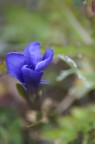 fiore