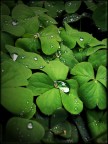 Plants crying too Plants crying too
