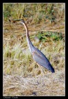 Ardea purpurea Ardea purpurea