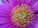MACRO MACRO