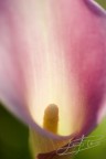 Calla Calla