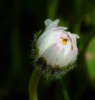 un giorno anche io sar� bellissima....