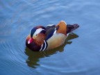 Un solitario al parco di Cesenatico Un solitario al parco di Cesenatico