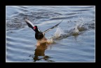 Water walking Water walking