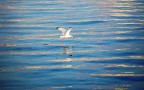 Pesca al volo Pesca al volo