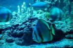 pesce modello pesce modello