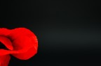 coquelicot rouge 2 coquelicot rouge 2