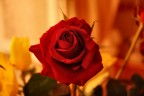 rosa rosa