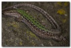 Lizard Lizard