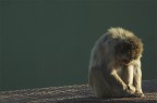allo zoo... allo zoo...