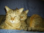 inseparabili... inseparabili...