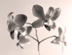 warm orchidea warm orchidea