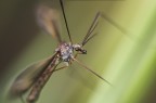 La mia "Tipula" La mia "Tipula"