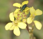 fiore giallo fiore giallo