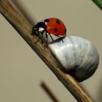 Qui il vento non la smetteva di scuotere lo stecco cos� la maf � andata a ramengo per via del mosso. Questo � il meglio che sono riuscito a tirare fuori.
La posto solo perch� in qualche modo mi piace la compo.

I vostri commenti sono al solito molto graditi.
