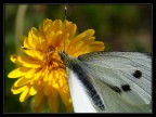 butterfly butterfly