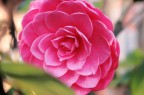 camelia camelia