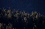Prime luci sul bosco Prime luci sul bosco