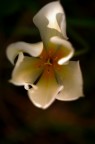 Tulip Tulip