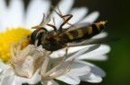La legge della natura La legge della natura