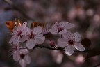 fiore di albicocco fiore di albicocco