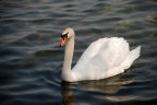 Cigno Cigno