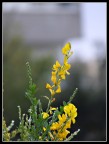 fiore giallo fiore giallo