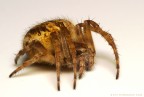 Agalenatea redii Agalenatea redii