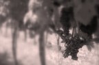L'uva è..... L'uva è.....