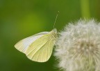Farfalla Cavolaia