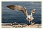 Il gabbiano e la sarda...