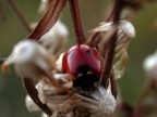 Coccinella Coccinella