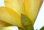 A yellow flower A yellow flower