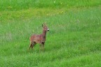 Capriolo 2