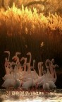 piccole fiamme piccole fiamme