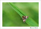 Farfallina