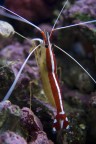 Lysmata amboinensis Lysmata amboinensis