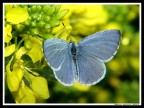 Farfallina Farfallina