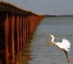 Volo sul pontile Volo sul pontile