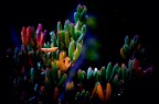 Colors Colors
