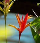 Flora delle Filippine