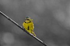 blue tit blue tit