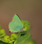 Farfallina (Callophrys rubi)