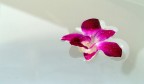 astratto d'orchidea astratto d'orchidea