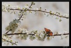 Aria primaverile (contest) Aria primaverile (contest)