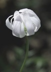 chiuso in un abbraccio di petali bianchi chiuso in un abbraccio di petali bianchi