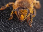 impollinata impollinata